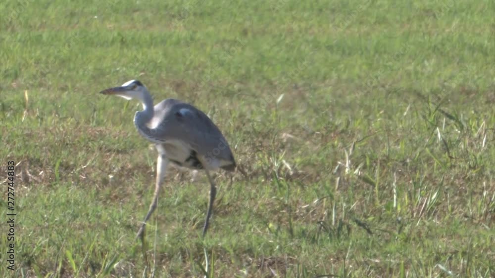 Grey Heron hunting voles, hula valley Israel Grey Heron hunting voles, hula valley Israel