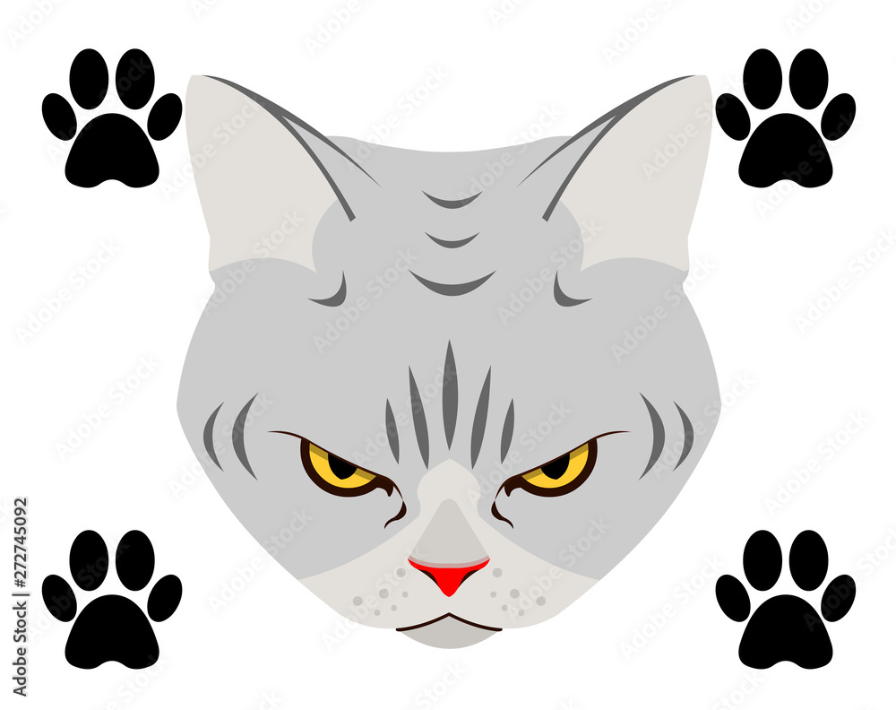 Fototapeta premium Angry Cat