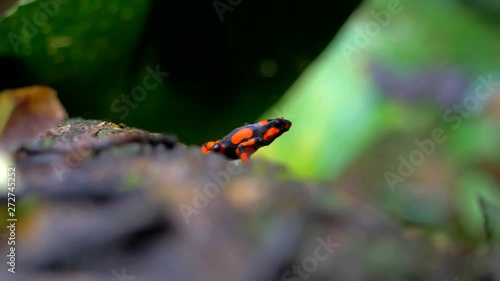 Poison Dart Frog sitting and breathing