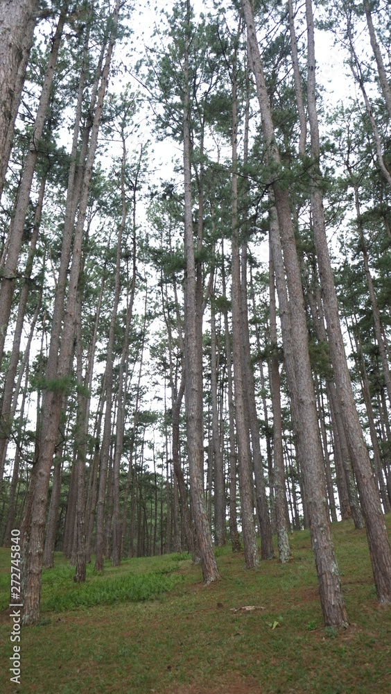 Naklejka premium Trees in the forest