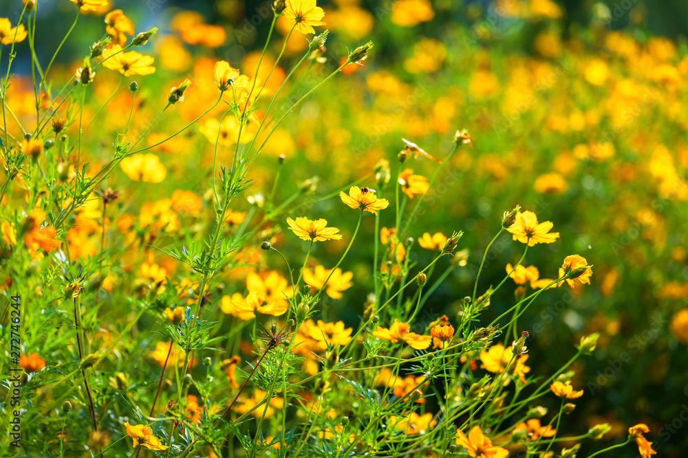 Obraz premium Yellow sulfur Cosmos flowers in the garden of the nature.