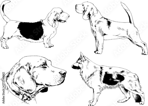 vector drawings sketches pedigree dogs in the racks drawn in ink by hand , objects with no background	