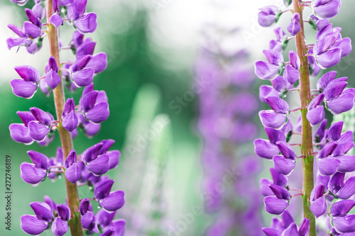 a wild flowers in city