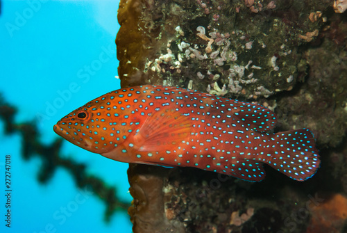 Coral Grouper Cephalopolis miniata photo