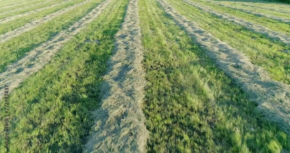 Low Aerial Flyover of Grass Hay Drying in Windrows in Warm Evening Light Low Aerial Flyover of Grass Hay Drying in Windrows in Warm Evening Light