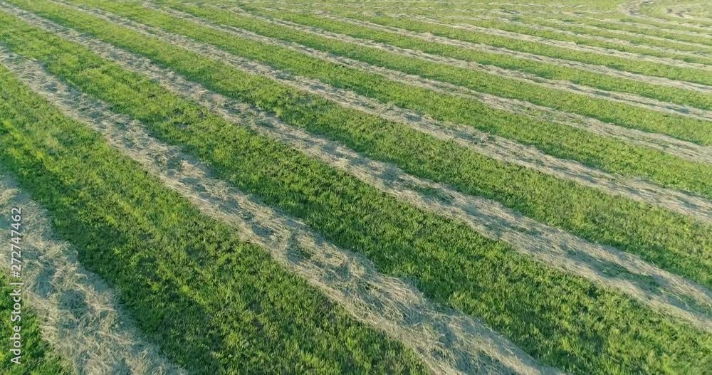Aerial Flyover of Grass Hay Drying in Windrows in Warm Evening Light Aerial Flyover of Grass Hay Drying in Windrows in Warm Evening Light