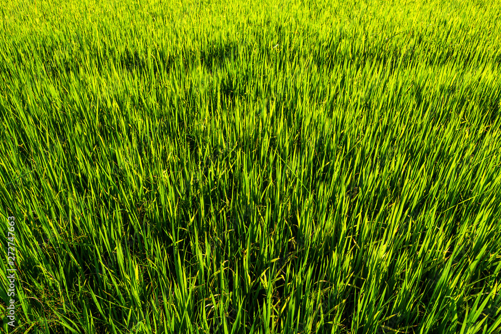 Obraz premium Beautiful green cornfield with sunset sky background.