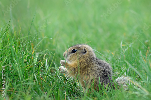 portrait of a cute baby gopher who has grass