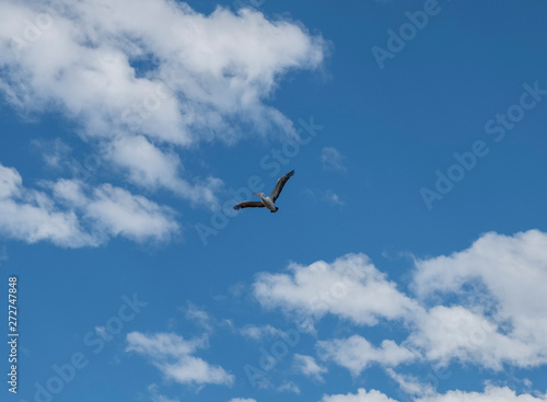 Pelican flying in a blue sky with white clouds
