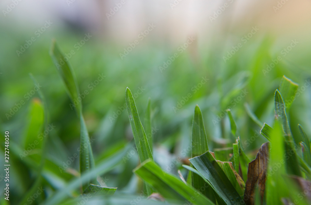 Close the thick grass in the morning. Close the thick grass in the morning.