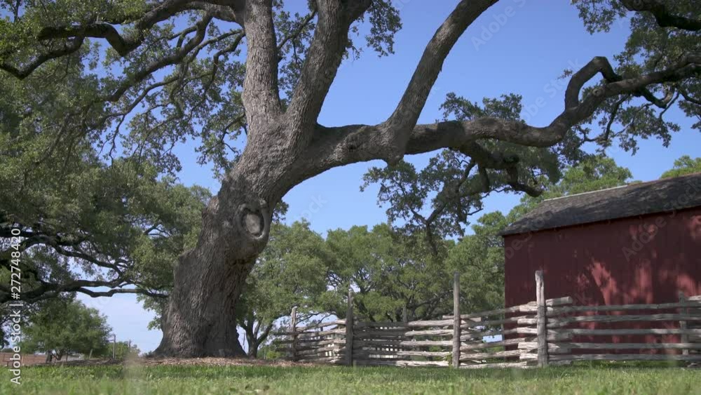 A gnarly oak tree next to a fence and barn A gnarly oak tree next to a fence and barn