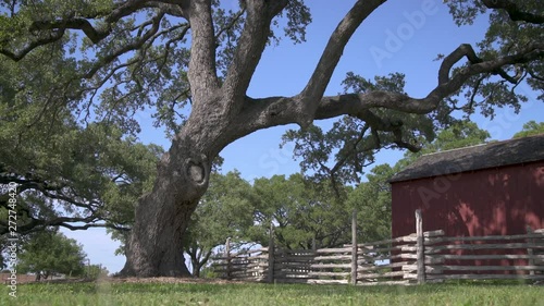 A gnarly oak tree next to a fence and barn photo