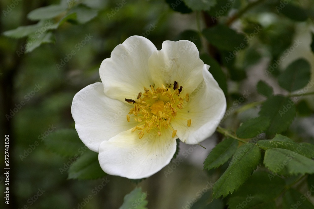 Wild rose in bloom (white). Spring is the season of flowers