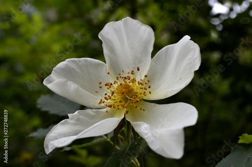 Wild rose in bloom (white). Spring is the season of flowers