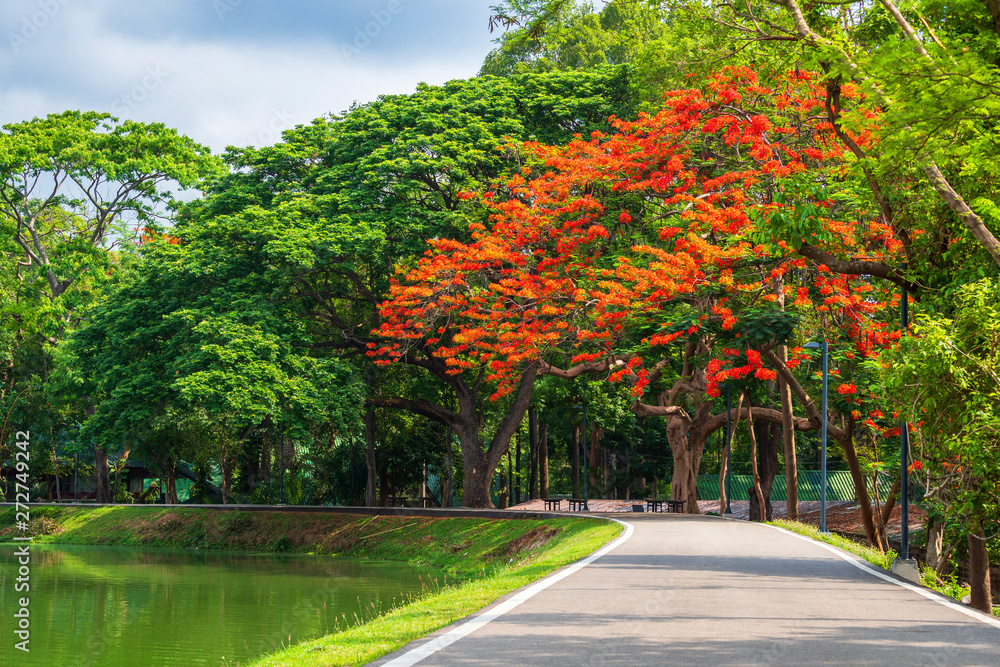 road landscape view and tropical red flowers Royal Poinciana in Ang Kaew Chiang Mai University Forested Mountain blue sky background with white clouds, Nature Road in mountain forest.