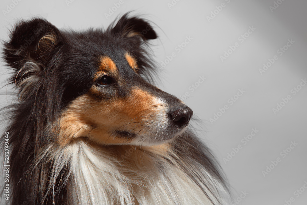 Dog english yellow on grey background Dog english yellow on grey background