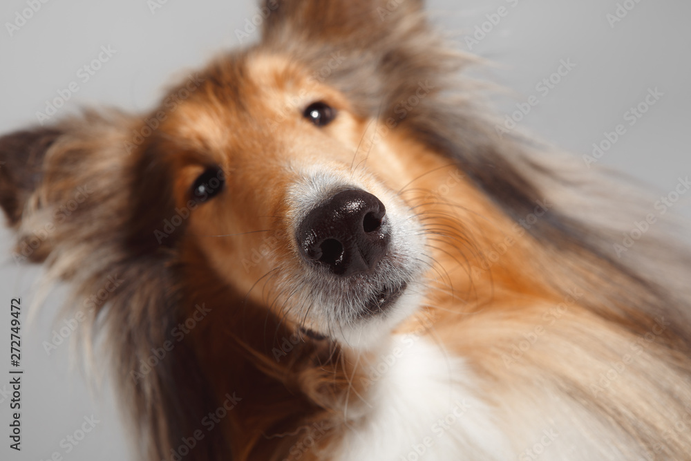 Dog english yellow on grey background Dog english yellow on grey background