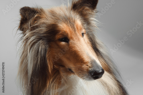 Dog english yellow on grey background © kuznechik42