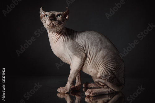 Obraz na plátně Portrait of a Sphinx cat on a dark background with dramatic light