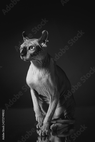 Canvastavla Portrait of a Sphinx cat on a dark background with dramatic light