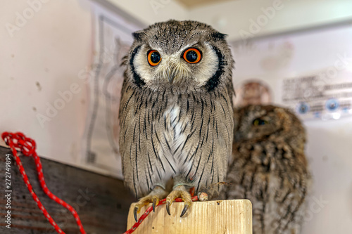 見つめるふくろう（アフリカオオコノハズクとニシアメリカオオコノハズク）