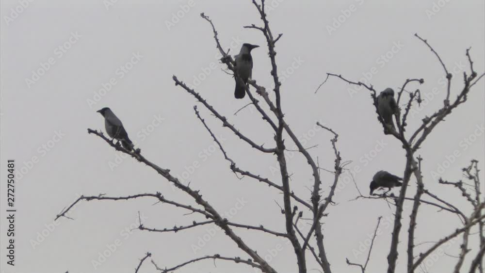 Hooded crows standing on braches on tree, Israel Hooded crows standing on braches on tree, Israel