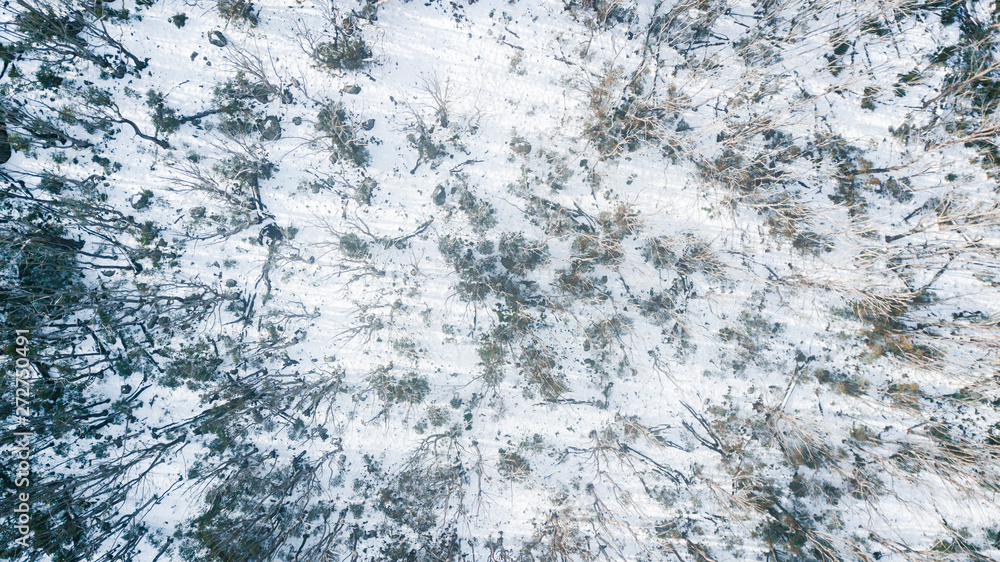 Aerial View of Road and Forest in Snow Aerial View of Road and Forest in Snow