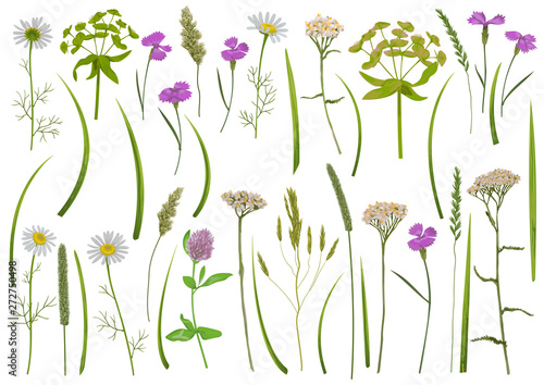 Herb and field flowers vector greenery set