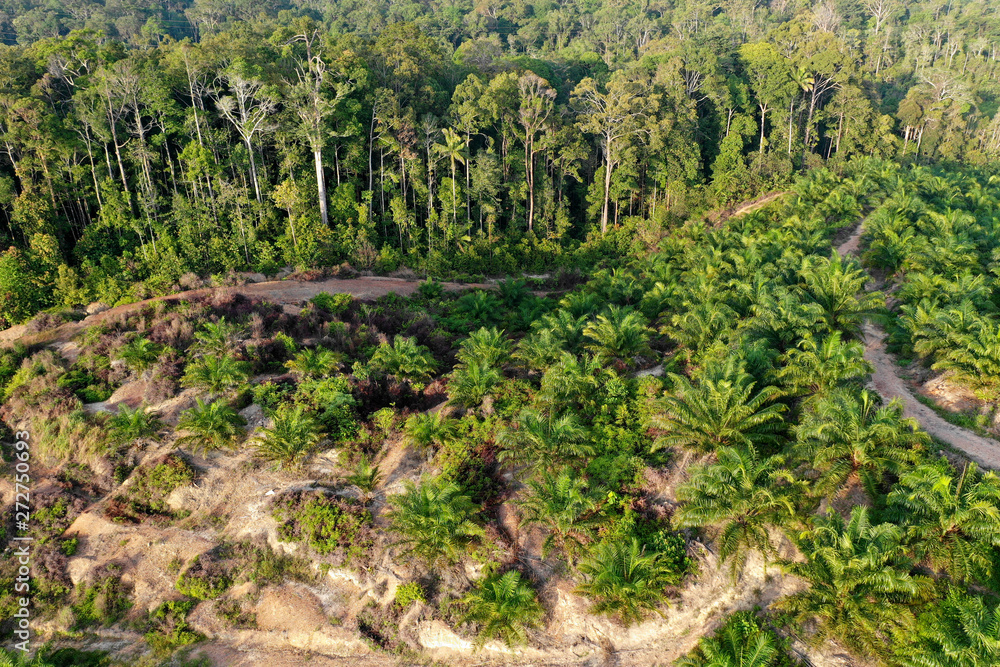 Palm oil plantation at rainforest edge. Deforestation in Malaysia destroys rain forest for oil palms