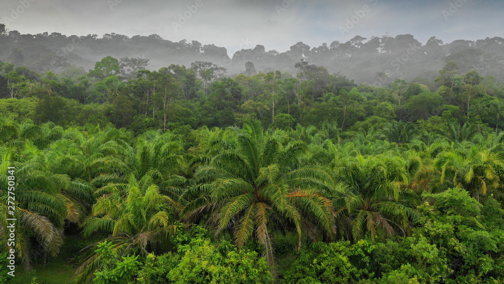 Palm oil plantation at rainforest edge. Deforestation in Malaysia