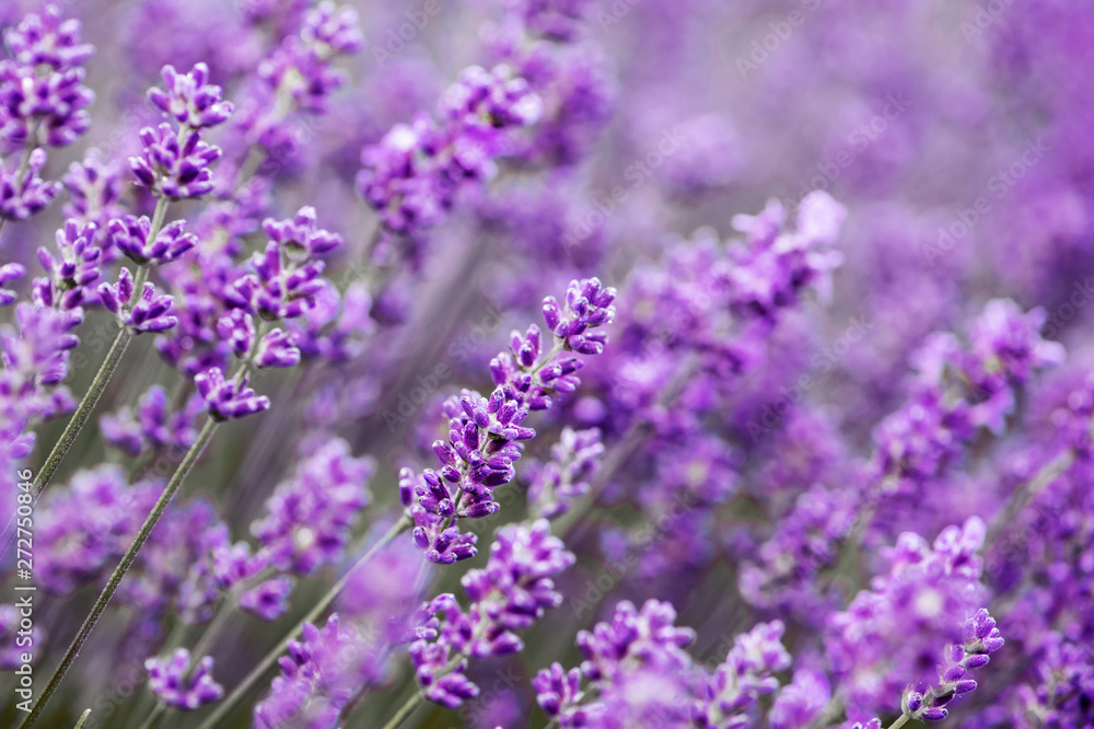 Blooming lavender flowers close up.