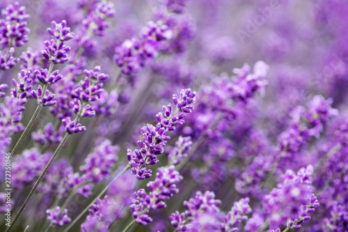Blooming lavender flowers close up.