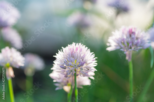 Wallpaper Mural Flowers Torontodigital.ca