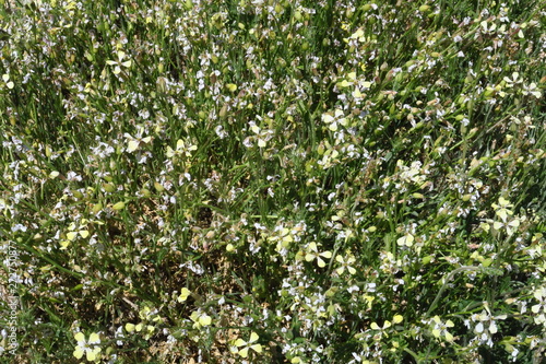 Fleurs de camomille sauvage dans un champ