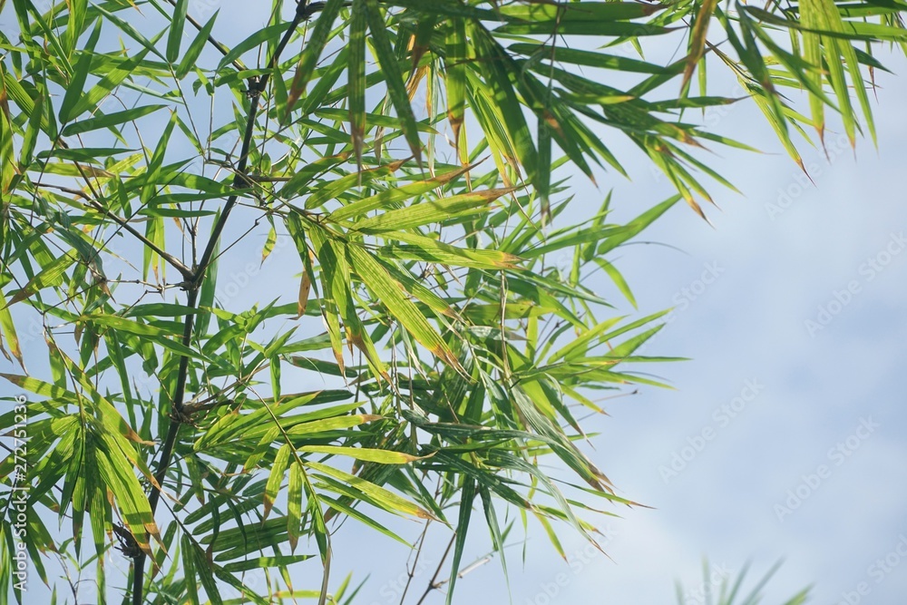 Naklejka premium green bamboo leaves on blue sky