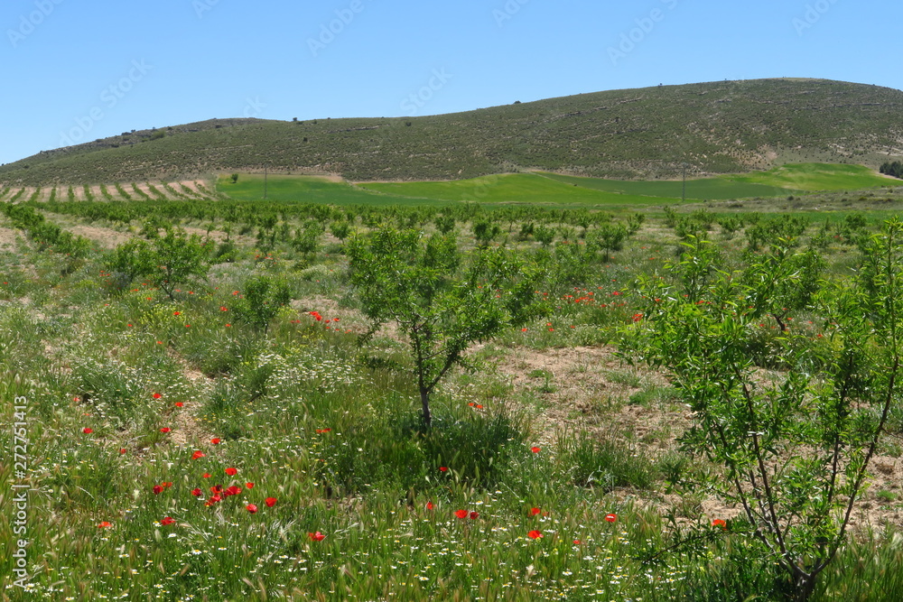 Amandiers dans la campagne Amandiers dans la campagne