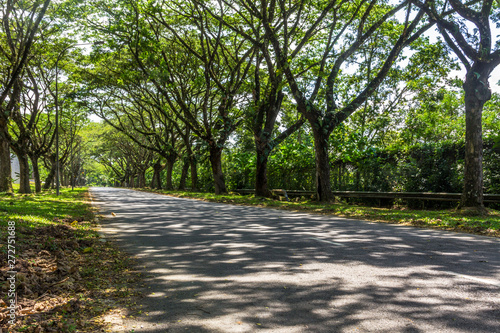 Long path. Long tree pathway. Light and shadow. Sunny day. Cement path. Long road. Vanishing point. Inspirational. Park path. Summer day. Shadows on floor.