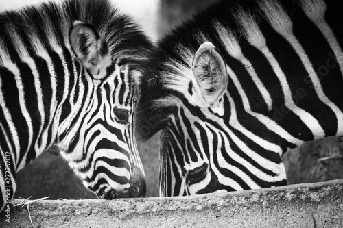 love and care between mother and child zebra