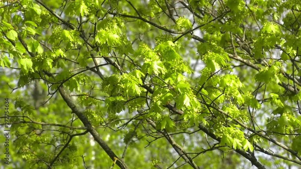 Spring maple leaves sunlight background. Green maple leaves sunlight. Green maple leaves in spring may Spring maple leaves sunlight background. Green maple leaves sunlight. Green maple leaves in spring may