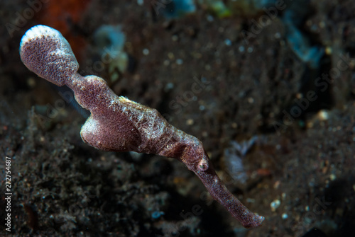 Velvet Ghost Pipefish Solenostomus sp. photo