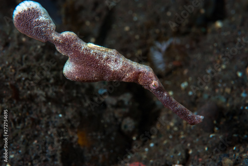 Velvet Ghost Pipefish Solenostomus sp. photo