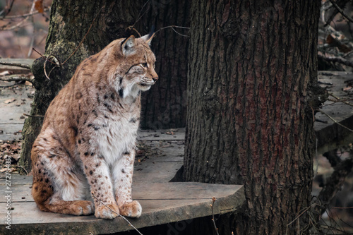 Canvas Print portrait of wild cat lynx sitting and waiting for prey