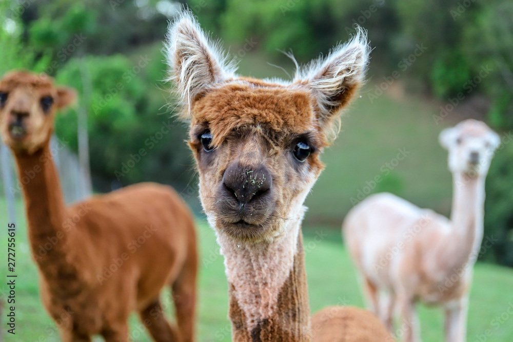 Obraz premium Alpaca Looking at You