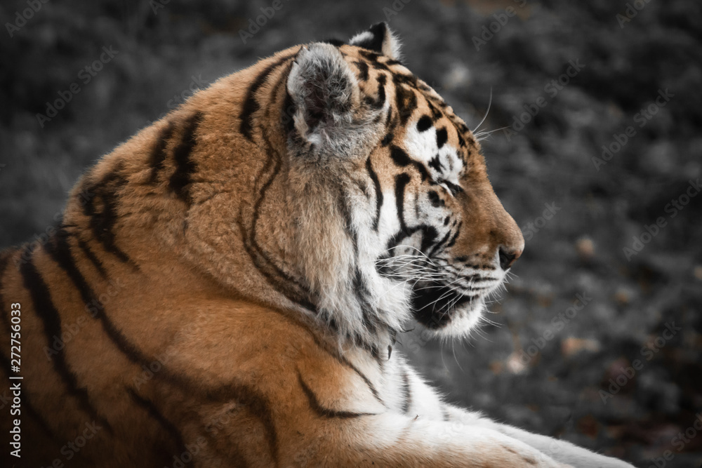 Fototapeta premium portrait of beautiful tiger taking sun 