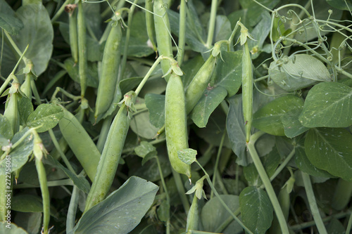 Close up view of fresh green pea(Pisum sativum) on plant growing on the organic farm.Food concept and agriculture background.