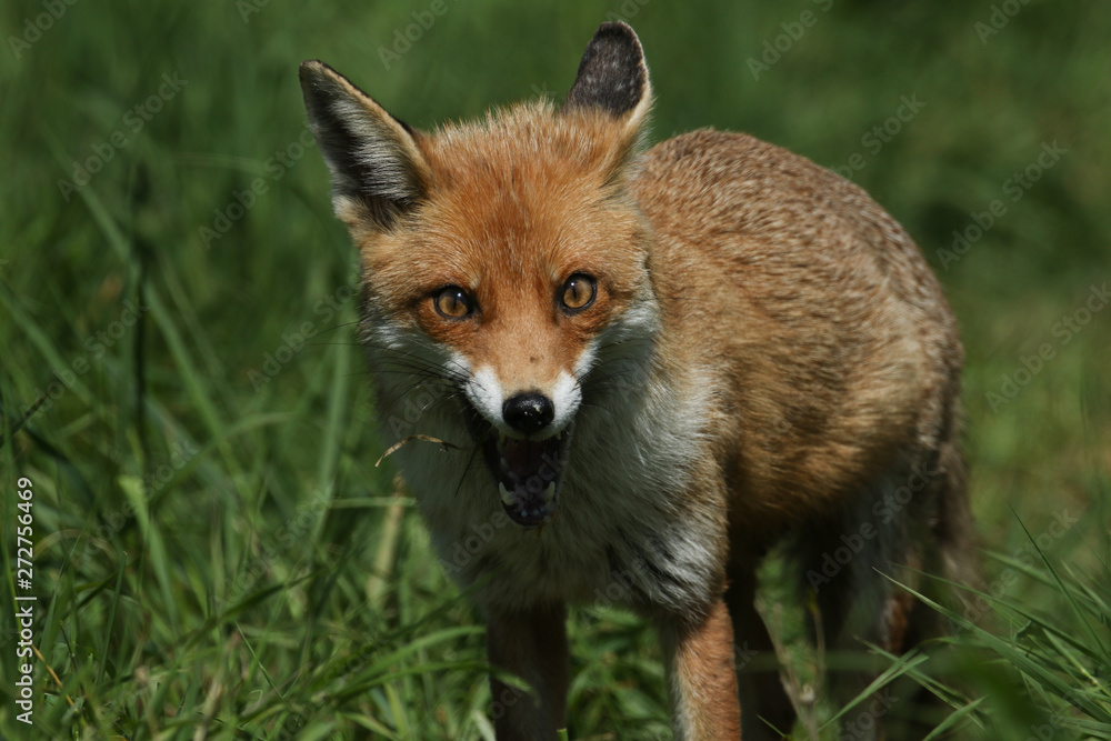 A magnificent wild Red Fox, Vulpes vulpes, hunting for food to eat in the long grass.