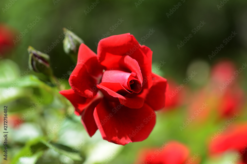 Beautiful red rose in the summer garden close up