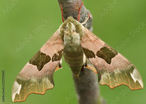 A beautiful Lime Hawk-moth, Mimas tiliae, perching on a twig.  photo