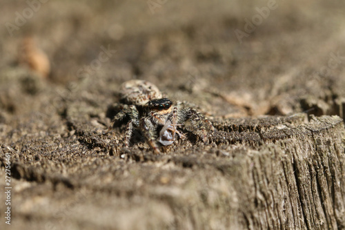 A small Fence-Post Jumping Spider (Marpissa muscosa) perching on a wooden fence with an insect in its talons which it has just caught and is eating.