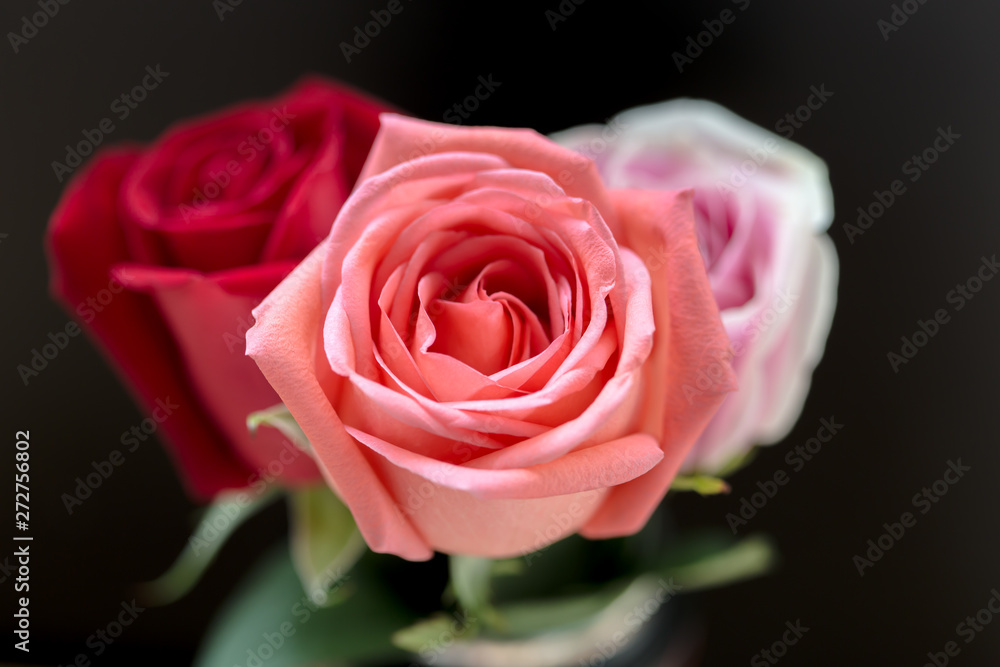 Pink and red roses on dark black background Pink and red roses on dark black background